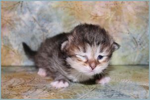 Female Siberian Kitten from Deedlebug Siberians